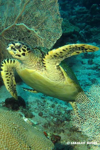 Tortue imbriquée Nosy Be